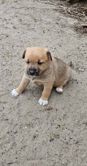 Szczeniaki szukają domów