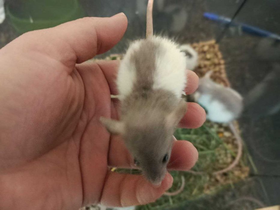 Дамбо щурі-Крысы декоративные,крысята,крыски,дамбо крысята и клетки.