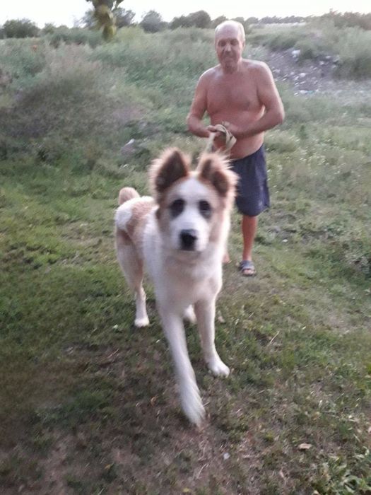 Отдам даром в добрые руки собаку породы Алабай