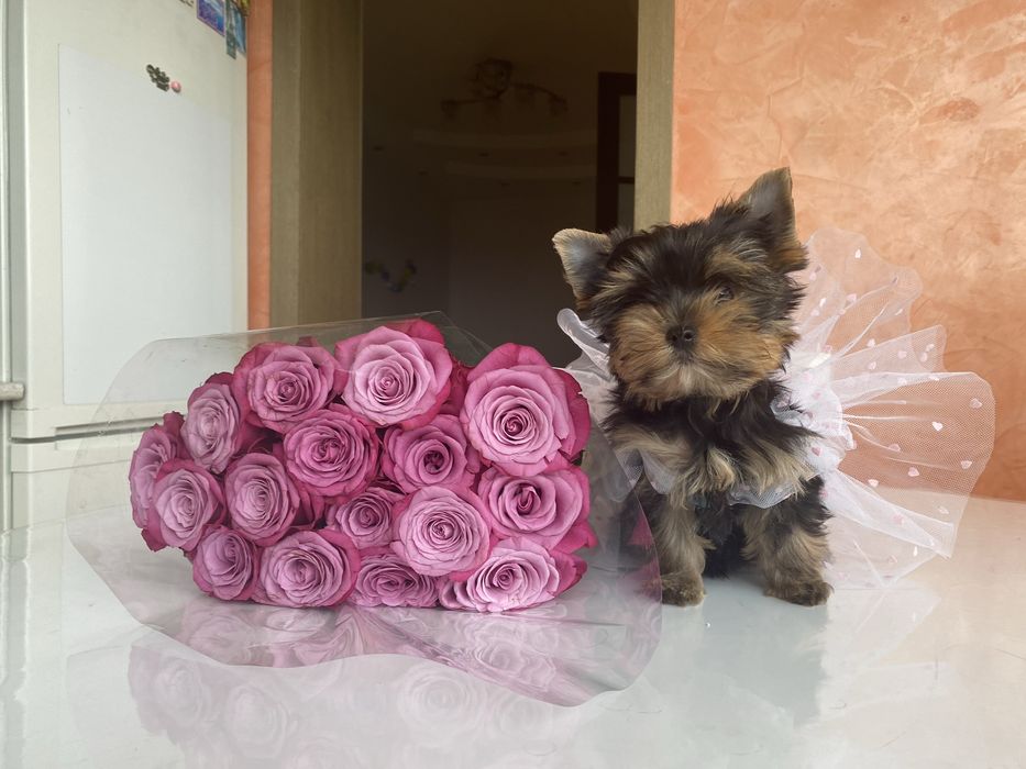 Йорки, що підкорюють серця – чарівні малюки для щасливої сім’ї