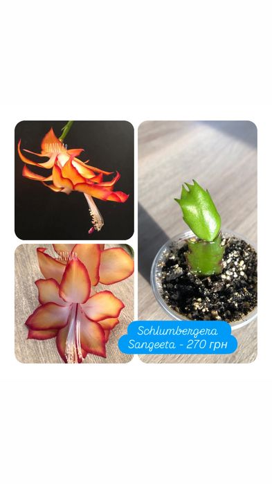 Шлюмбергера AN040