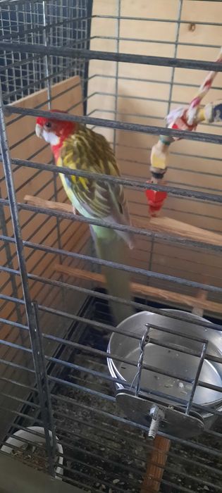 rosela macho manso a cantar