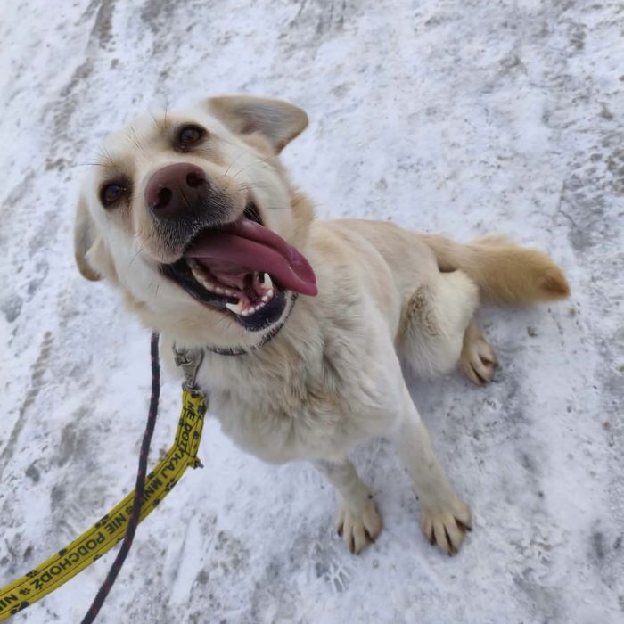 Młoda, kochająca kobiety suczka w typie labradora