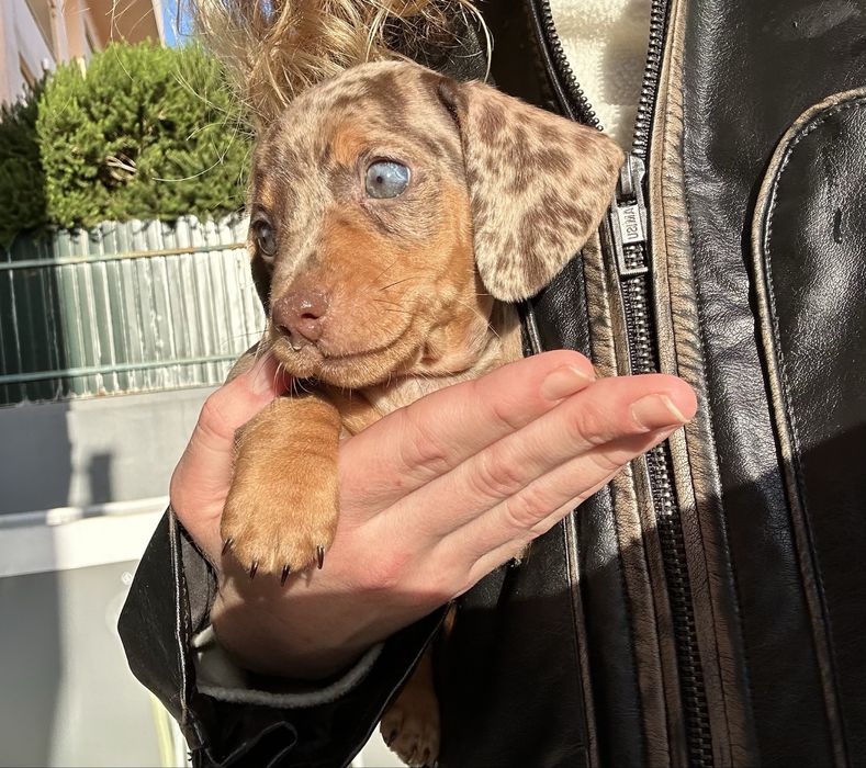 Teckel  kaninchen arlequim chocolate de olhos azuis