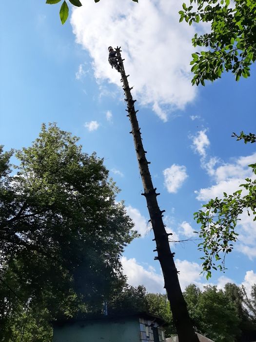 Wycinka drzew oraz usuwanie drewna i gałęzi.