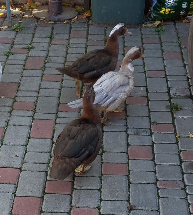 Мускусные молодые уточки и селезни