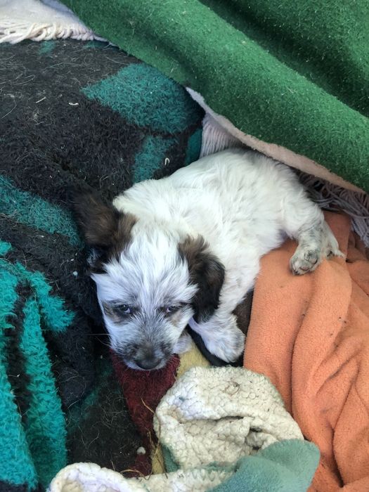 Cachorros para adopcao responsavel