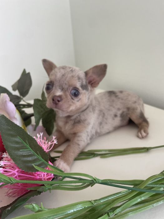 Chihuahua  femea   excelente merle chocolate