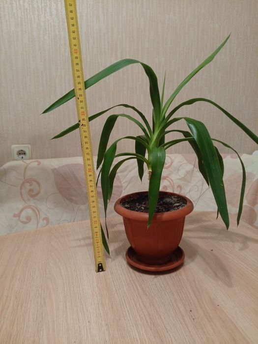 Домашние цветы Юка