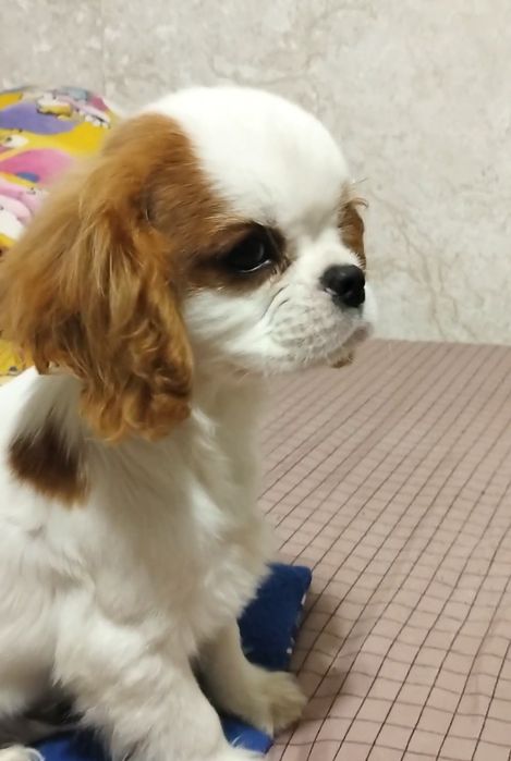 Кукольный мальчик, кавалер кинг чарльз спаниель