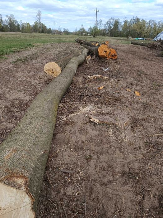 Drzewa dąb jesion olszyna