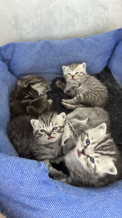 Котята Скоттиш-страйт