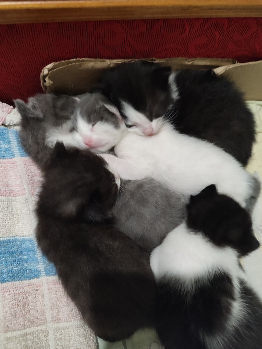 Котята в хорошие руки