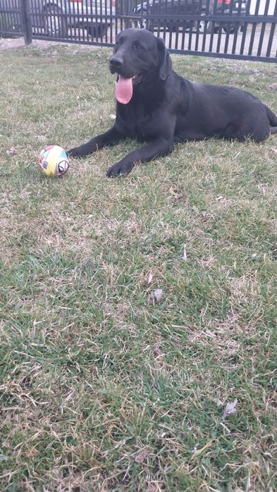 Labrador Retriever  reproduktor