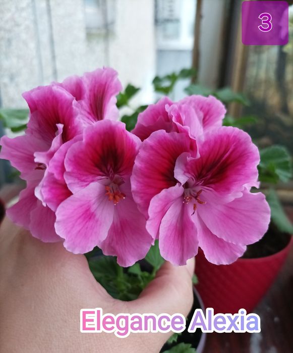 Королівська пеларгонія