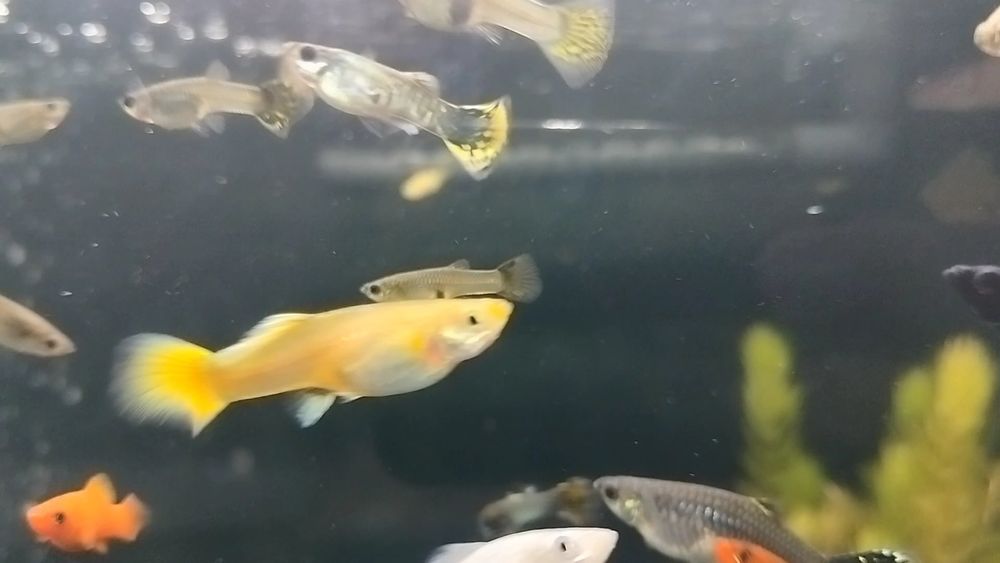 gupiki rybki akwariowe