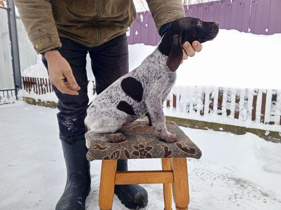 Продам цуценят дратхаара