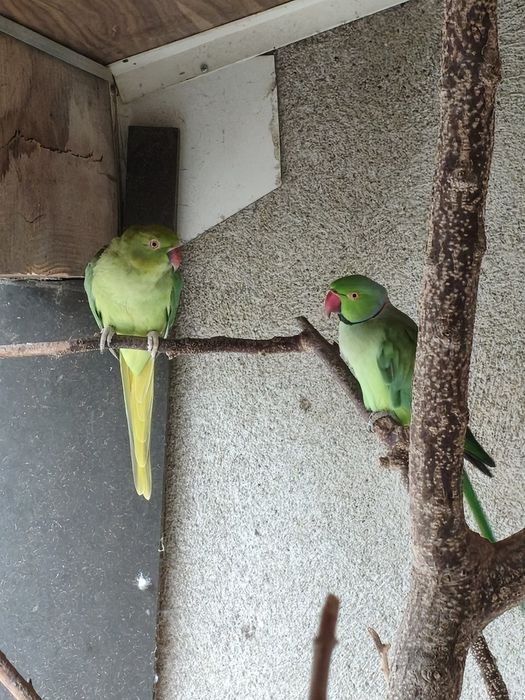 Casal de Ring-neck
