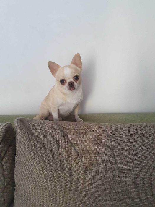 Chihuahua śliczna suczka z metryką