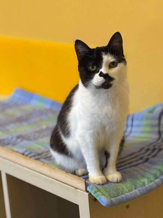 Adolfina - kotka do adopcji!