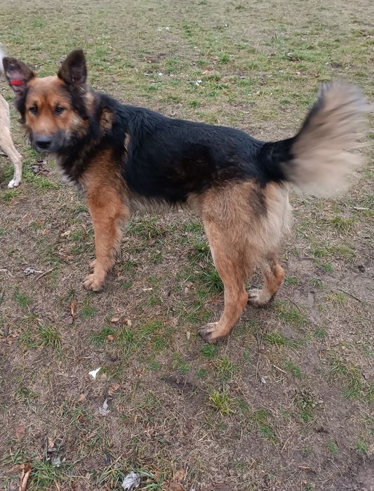 Кобель, овчарка, собака,  крупный, отдам даром в хорошие руки