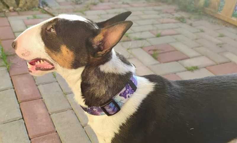 Bulterier miniaturowy pies hodowlany FCI/ZKwP na sprzedaż