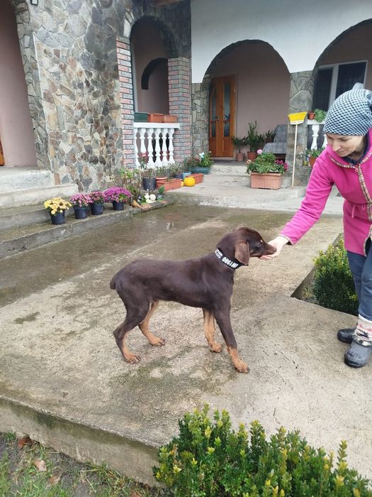 Продається терміново  доберман