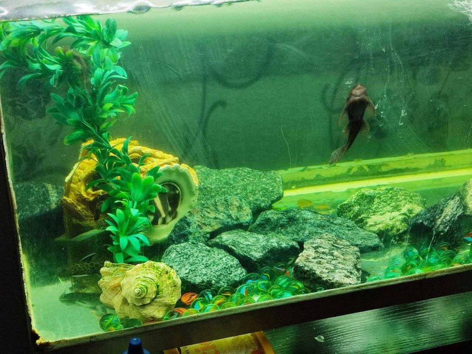 Акваріум з усім необхідним