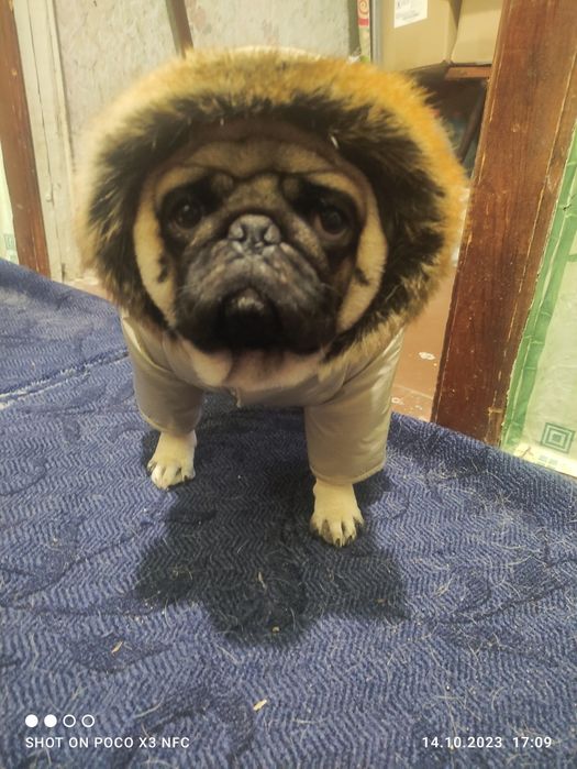 Ищем невесту мопсику