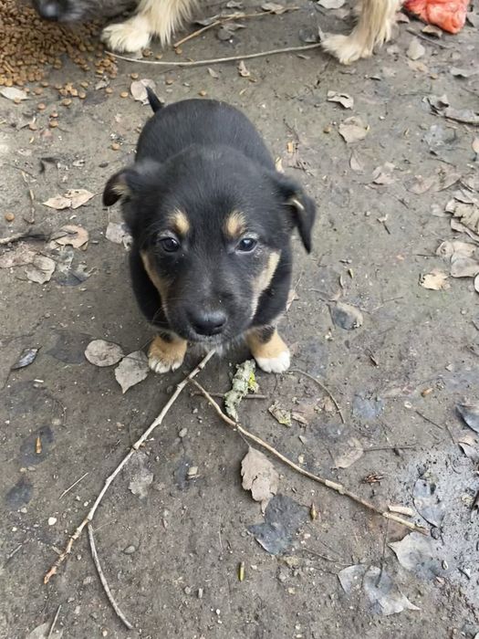 Цуценята шукають сімʼю