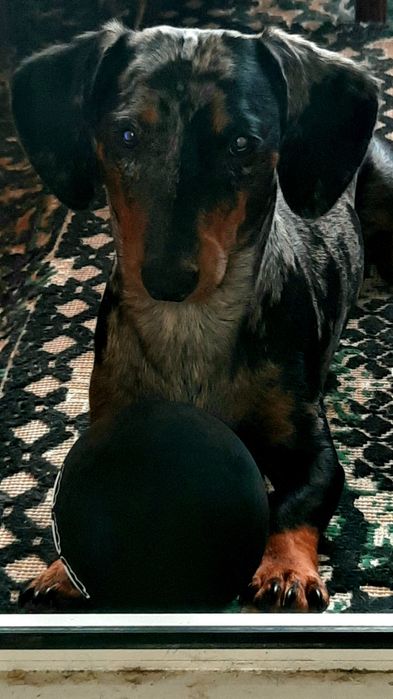 Такса,мальчик. Ищет невесту.