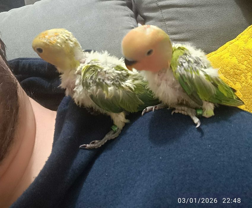 Agapórnis Roseicollis para levantarem voo