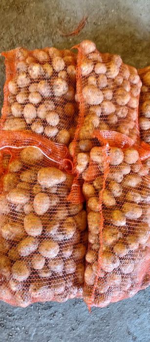 Ziemniak paszowy 0.15 zł/ kg