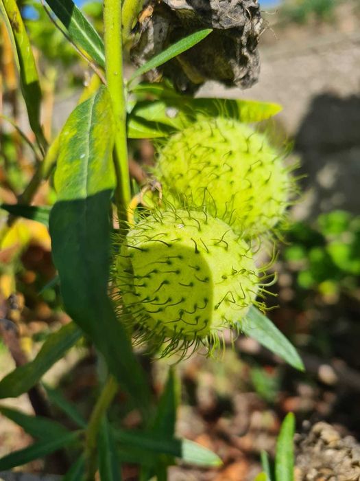Mudas de planta balão