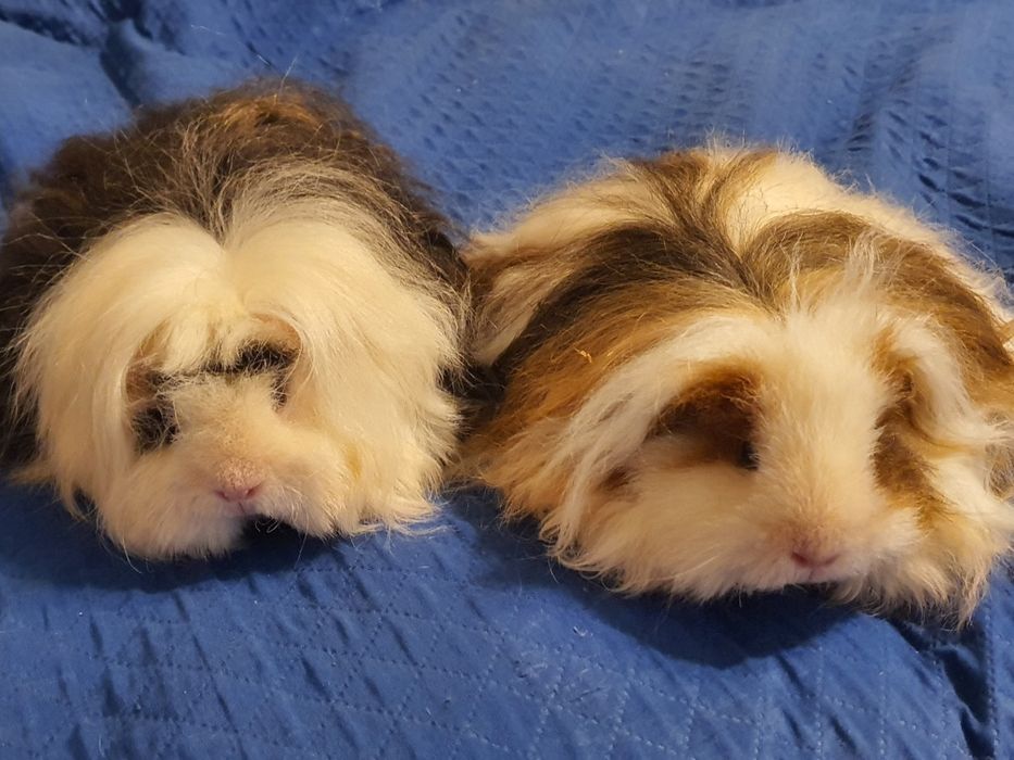 Świnki morskie rasowe