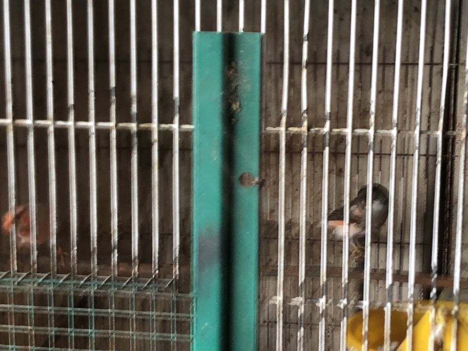 Cananios disponiveis ..