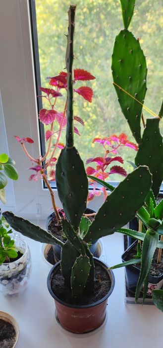 Кімнатні квіти недорого