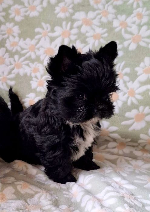 Yorkshire Terrier Black CUKIERECZKI Suczki