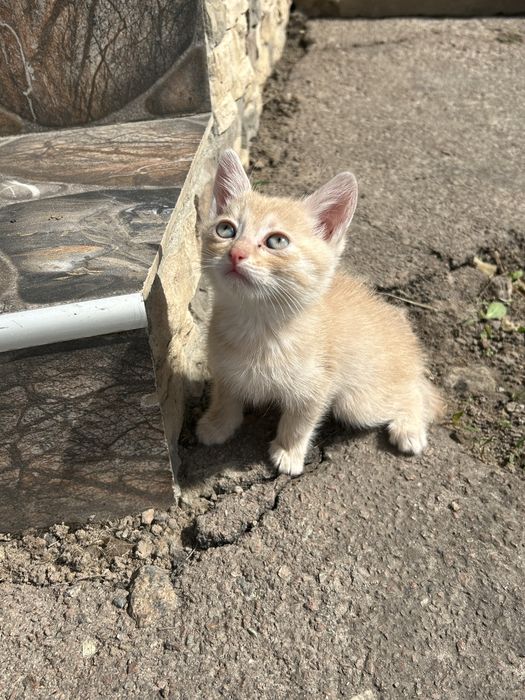 Кошенята в добрі руки