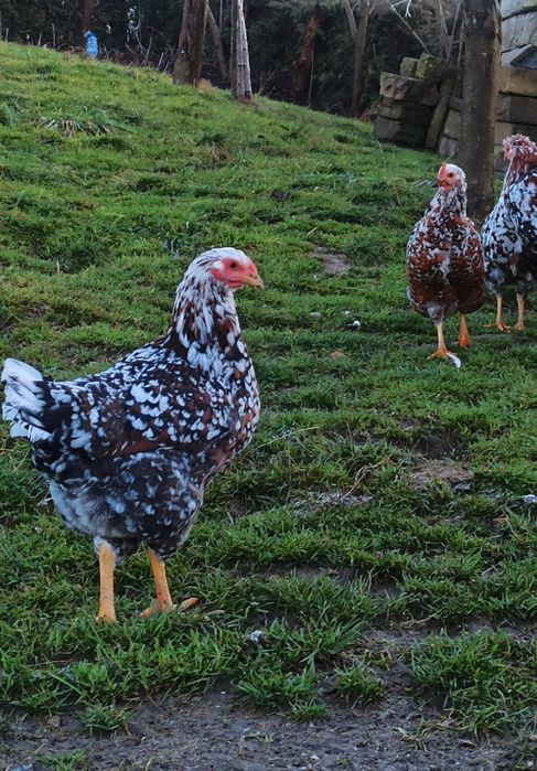 Jaja lęgowe od kur zagrodowych/podkarpackich