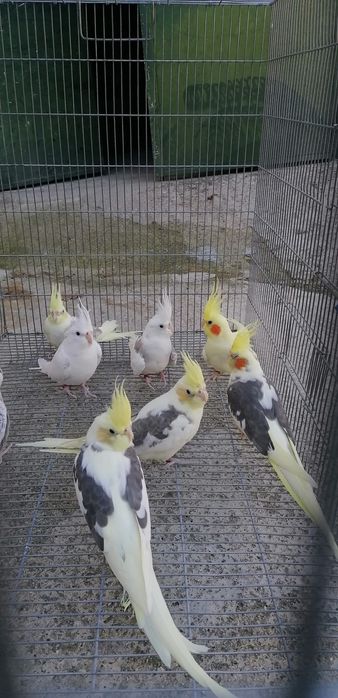 Caturras pérolas brancas albinas arlequim