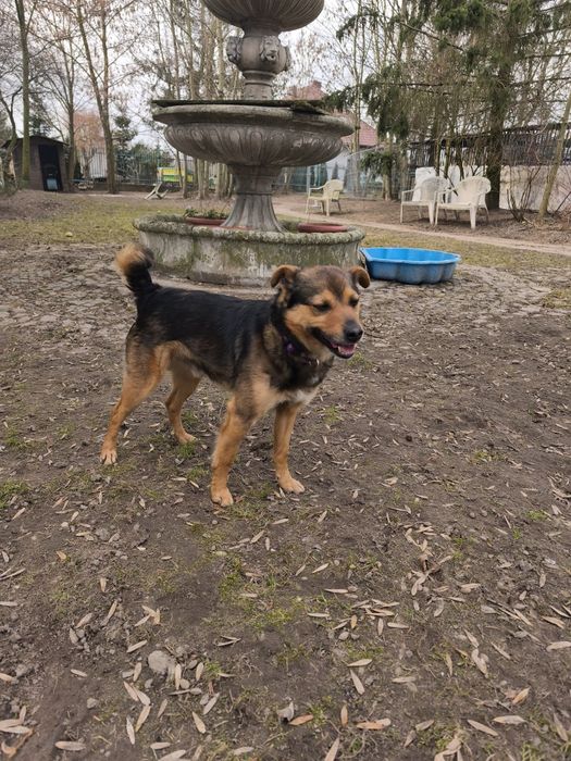 Wesoły Archi do adopcji!!! Pieski dowozimy!!!