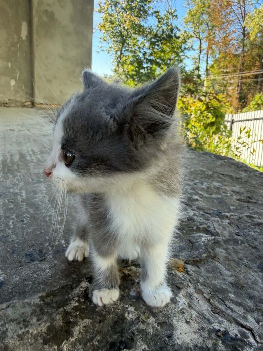 Кошеня(хлопчик) БЕЗКОШТОВНО в добрі руки