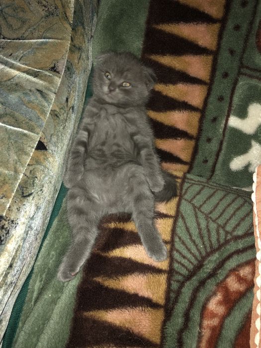 Шотландські  кошенята