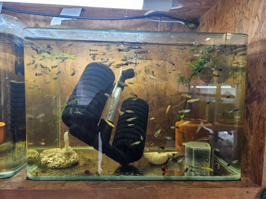 Peixes de Estimação Fish