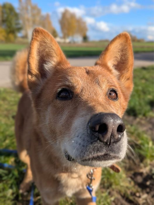 Pies do adopcji w typie shiba inu