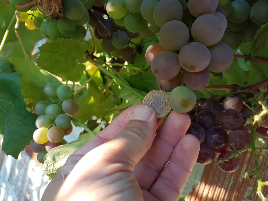 Pyszne winogrono Deserowe-sadzonki.