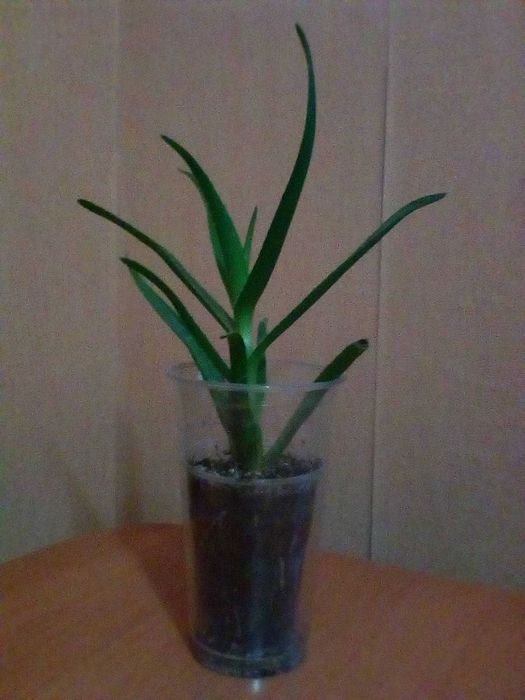 Каланхое рослина Квашена Капуста