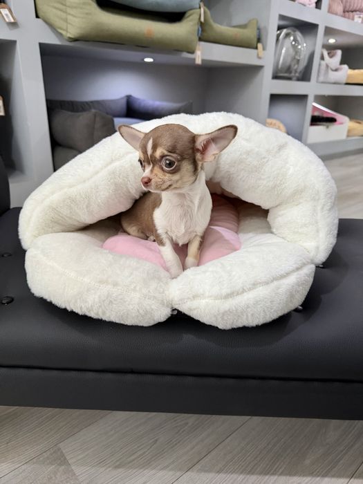 Chihuahua menina chocolate