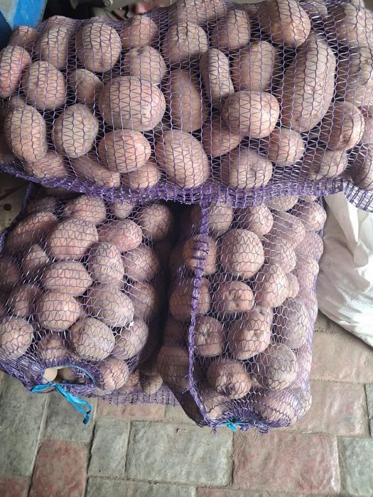 Продам домашню  картоплю